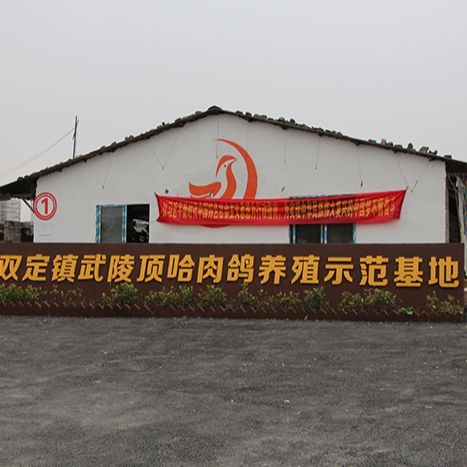 雙定鎮(zhèn)武陵頂哈肉鴿養(yǎng)殖示范基地